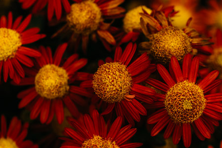 Beautiful autumn floral background for greeting or postcards. Red fall flowers.