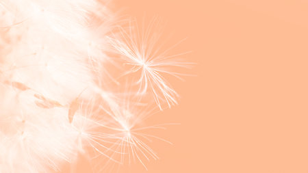 Color of the Year 2024 Peach Fuzz. Beautiful soft background. parachutes dandelion. Copy space. soft focus on water droplets. circular shape, abstract background.の写真素材