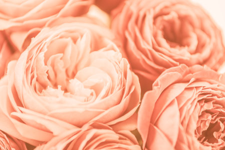 Color of the Year 2024 Peach Fuzz. Happy mothers day, romantic still life, fresh roses flowers pink background copy space. Womans day, greeting card. Happy birthday.の写真素材