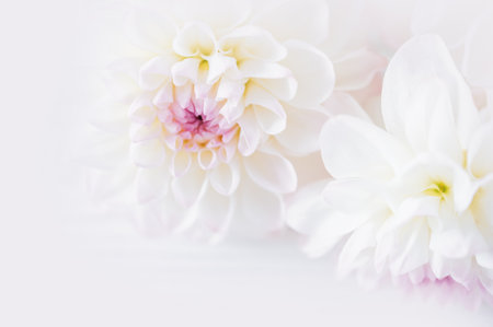 flowers dahlia festive background, pastel and soft bouquet floral card, top view wallpaper background. Macro of White Dahlia Flowers for Texture Background.の写真素材