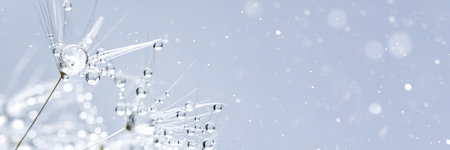 Beautiful dew drops on dandelion seed macro. Beautiful soft blue background. Water drops on...
