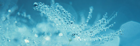 Macro nature. Beautiful dew drops on dandelion seed macro. Beautiful soft background. Water drops on...