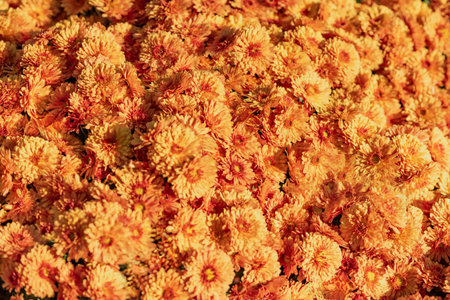 Close-Up of Vibrant Orange Chrysanthemum Flowers Blooming in Full Sunlight During Autumn Season. The soft, blurred background enhances the dreamy, cheerful atmosphere of this floral scene.の写真素材