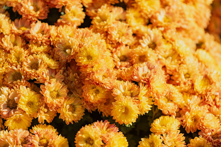 Close-Up of Vibrant Orange Chrysanthemum Flowers Blooming in Full Sunlight During Autumn Season. The soft, blurred background enhances the dreamy, cheerful atmosphere of this floral scene.の写真素材