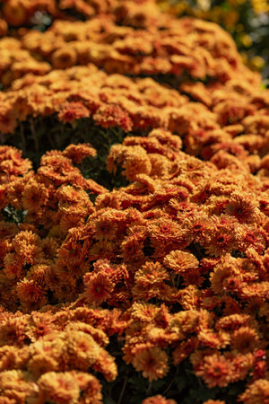 Close-Up of Vibrant Orange Chrysanthemum Flowers Blooming in Full Sunlight During Autumn Seasonの写真素材