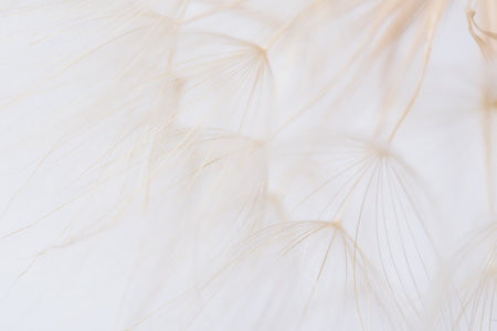 Delicate dandelion seeds captured in soft, ethereal macro shot with light, airy background emphasizing natures fragility and beauty. Nature and botanical concepts of minimalism, mindfulness aestheticsの写真素材