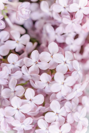 soft, pastel hues of pink lilac flowers in full bloom, creating a serene and dreamlike quality that epitomizes the gentle warmth of a spring afternoon.の写真素材