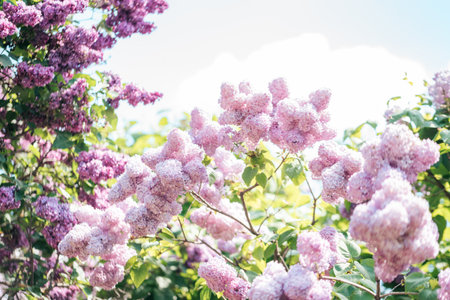 Beautiful lilac flowers background. Spring blossom. Purple lilac flower on bush. Bouquet of pink flowers, shallow depth of field. Happy Mothers Day greetings card. Copy space.の写真素材