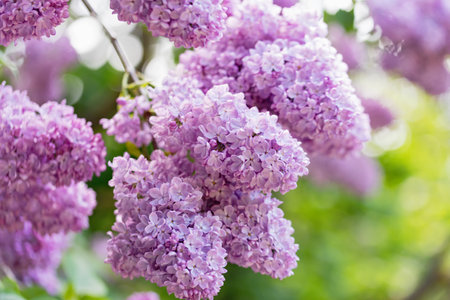 Beautiful lilac flowers background. Spring blossom. Purple lilac flower on bush. Bouquet of pink flowers, shallow depth of field. Copy space.の写真素材