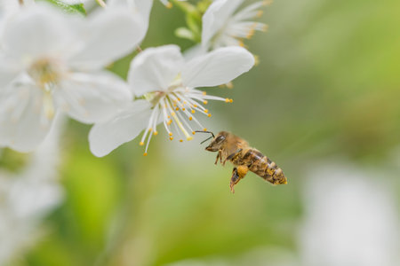 close up of Flying honey bee collecting bee pollen from blossom. Summer and spring backgrounds,...