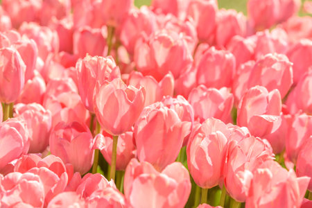 Spring floral landscape. background. stunning field of pink tulips bathed in warm sunlight, showcasing their delicate petals and vibrant spring beauty. themes of spring, renewal, and natural beauty.の写真素材