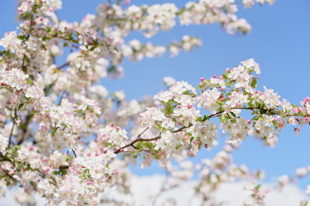 Spring nature background. Close-up of apple tree blossoms with pink and white petals on a branch...