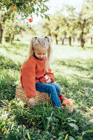 Child picking apples on farm in autumn. Little girl playing in tree orchard. Healthy nutrition. Cute little girl eating red delicious fruit. Harvest Concept. Apple picking.の写真素材