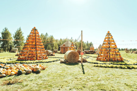 Autumn Harvest Pumpkin Arrangement at Outdoor Event. Large pyramid structure filled with orange pumpkins on wooden shelves at autumn harvest festival outdoorsの写真素材