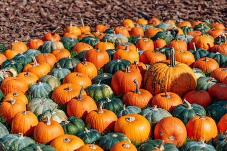 Colorful Harvest Display of Pumpkins Outdoors, symbolizing harvest season, autumn, and Thanksgiving.の写真素材