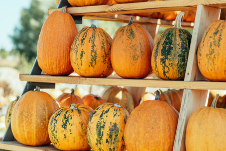 Autumn Harvest Pumpkin Arrangement at Outdoor Event. Large pyramid structure filled with orange pumpkins on wooden shelves at autumn harvest festival outdoorsの写真素材