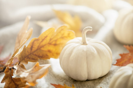 Autumn Composition with Miniature White Pumpkins. White pumpkins arranged with autumn maple leaves on a soft textured blanket in warm natural lightの写真素材