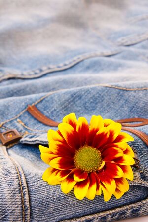 flower on the jeansの写真素材