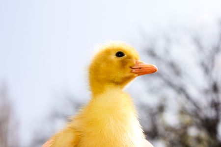 Duckling on sky backgroundの写真素材