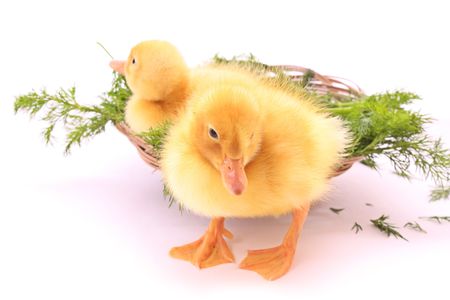 Two ducklingの写真素材