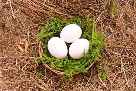 Eggs in hayの写真素材