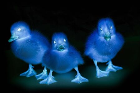 Three terrible ducksの写真素材