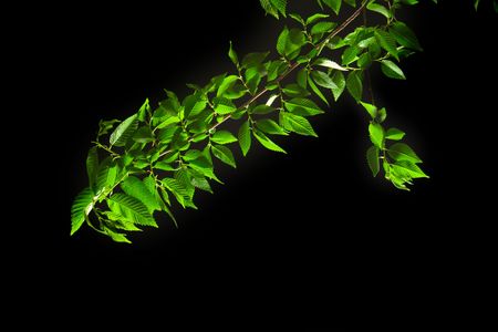 Green leaves on black background