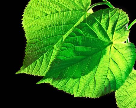 Green leaf on black backgroundの写真素材