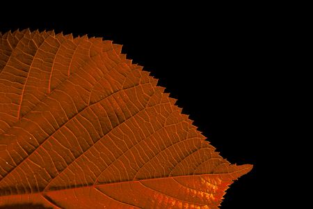 red fallen leaf on black backgroundの写真素材
