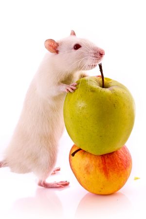 White Rat and apple isolated on whiteの写真素材