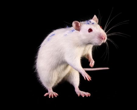 Young white rat posing on black backgroundの写真素材