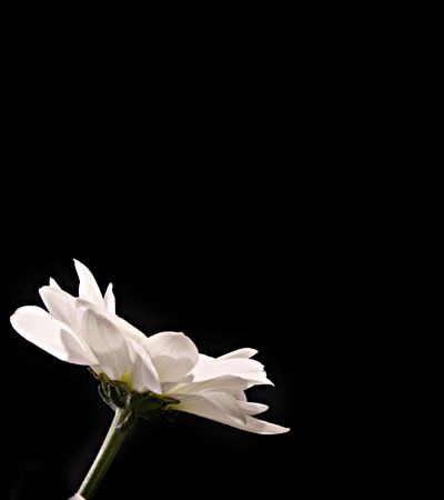 White flower on black backgroundの写真素材