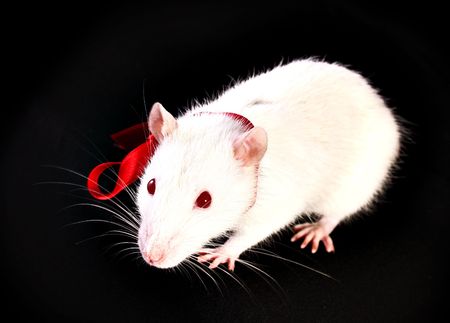 Rat closeup on black backgroundの写真素材