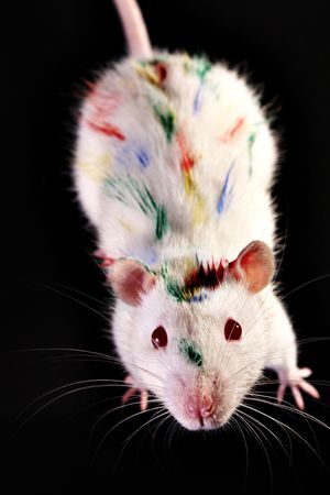 Rat closeup on black backgroundの写真素材