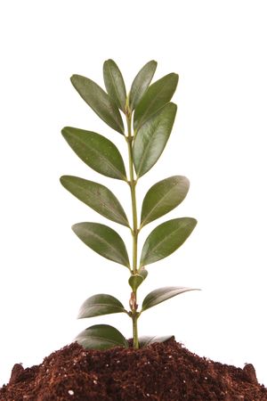 Young plant in ground over white backgroundの写真素材