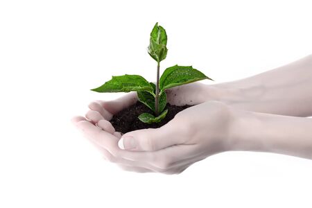 Young plant in hand over whiteの写真素材
