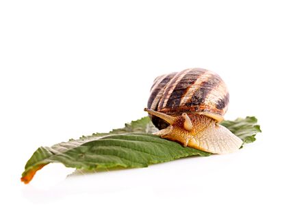 Snail on leaf over white backgroundの写真素材