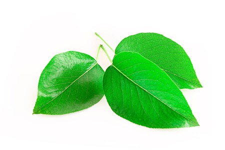 Leaves isolated on whiteの写真素材