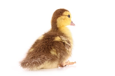 Duckling isolated on whiteの写真素材