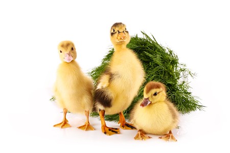 Three ducklings on green grass background isolated on whiteの写真素材