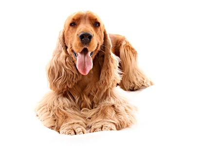 Young cocker spaniel isolated on whiteの写真素材