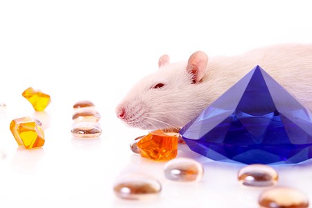 White rat posing over white background with gemsの写真素材