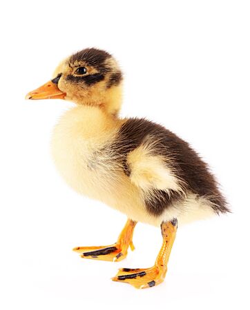 Duckling isolated on whiteの写真素材