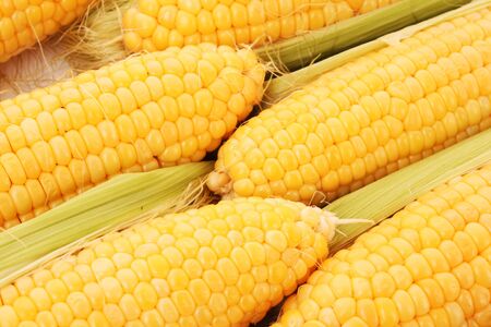 Yellow cornsの写真素材