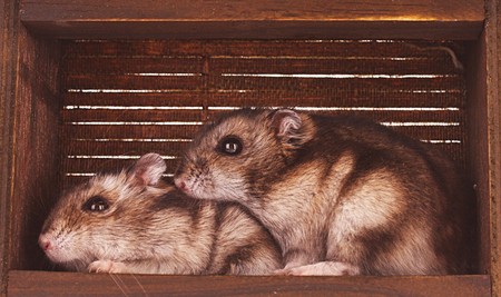 Hamsters in boxの写真素材