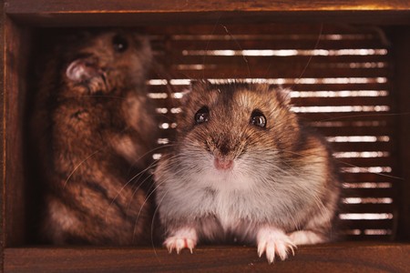 Hamsters in boxの写真素材