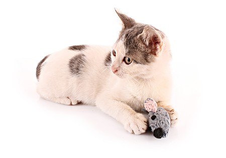 Cat play with mouse (toy) isolated on whiteの写真素材