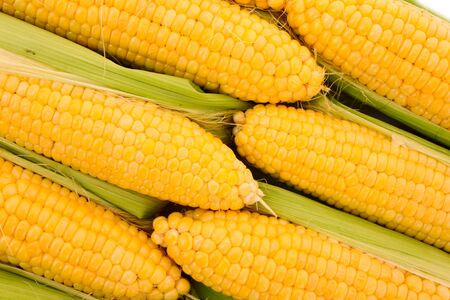 Few yellow cornの写真素材