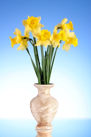 Yellow daffodils in a vase on a blue backgroundの写真素材