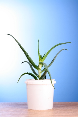 Aloe vera on blue backgroundの写真素材